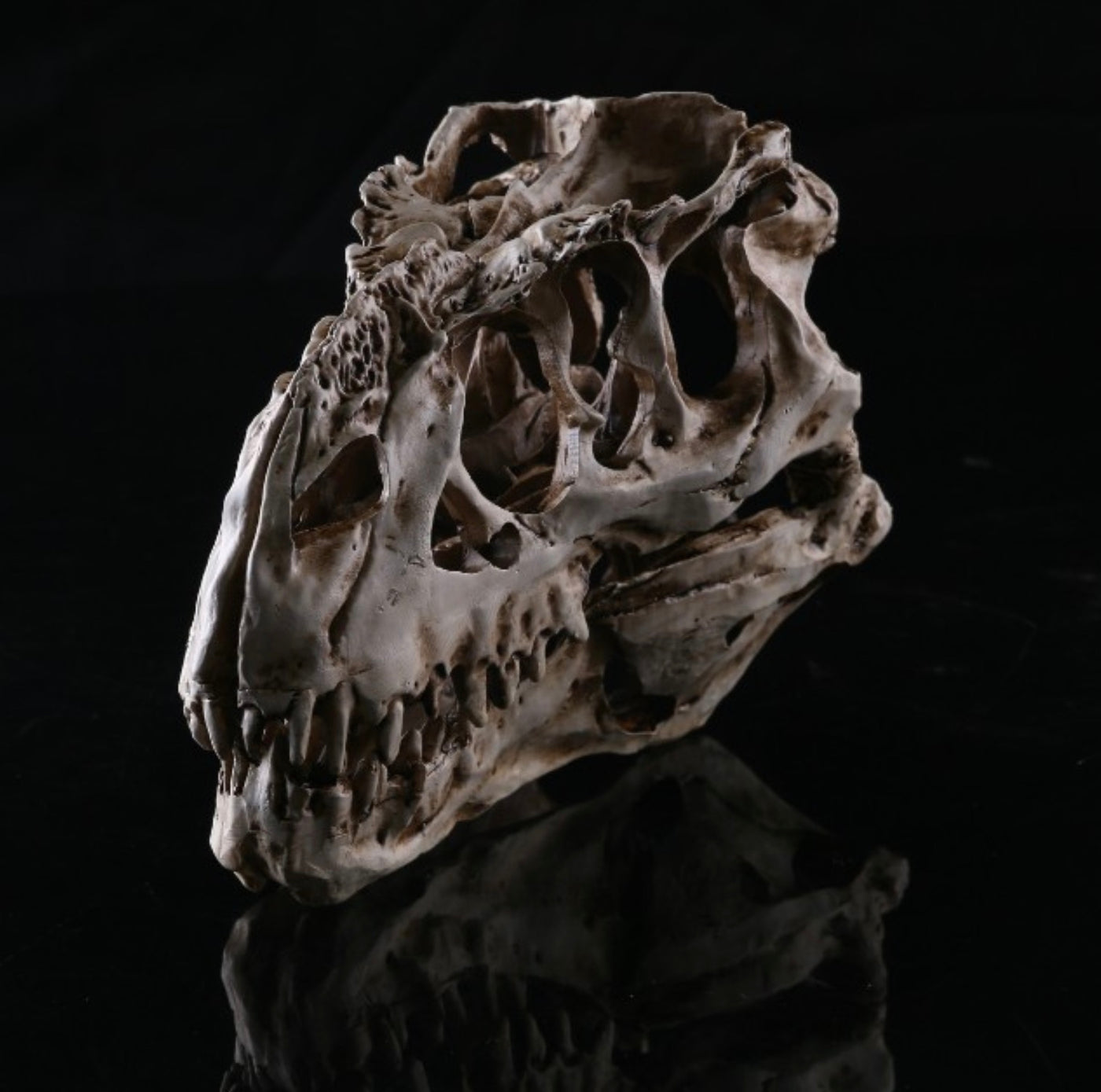 Ancient T-Rex Skull - Fossil Decoration
